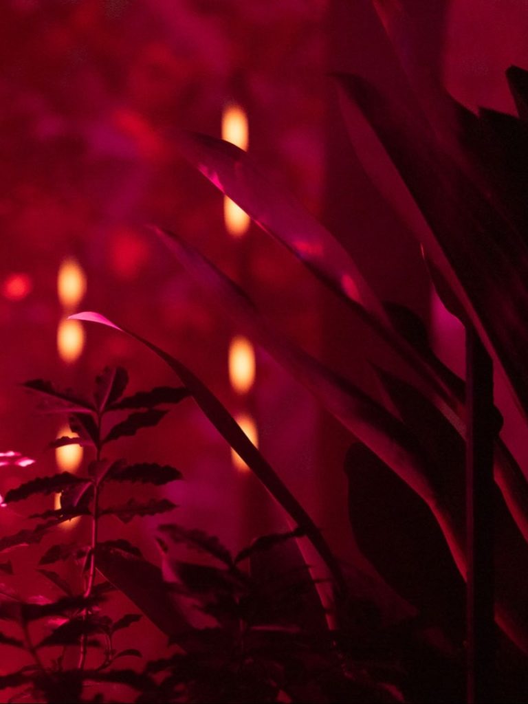 「THE ROOM OF (IN) SCENTS」イメージビジュアル