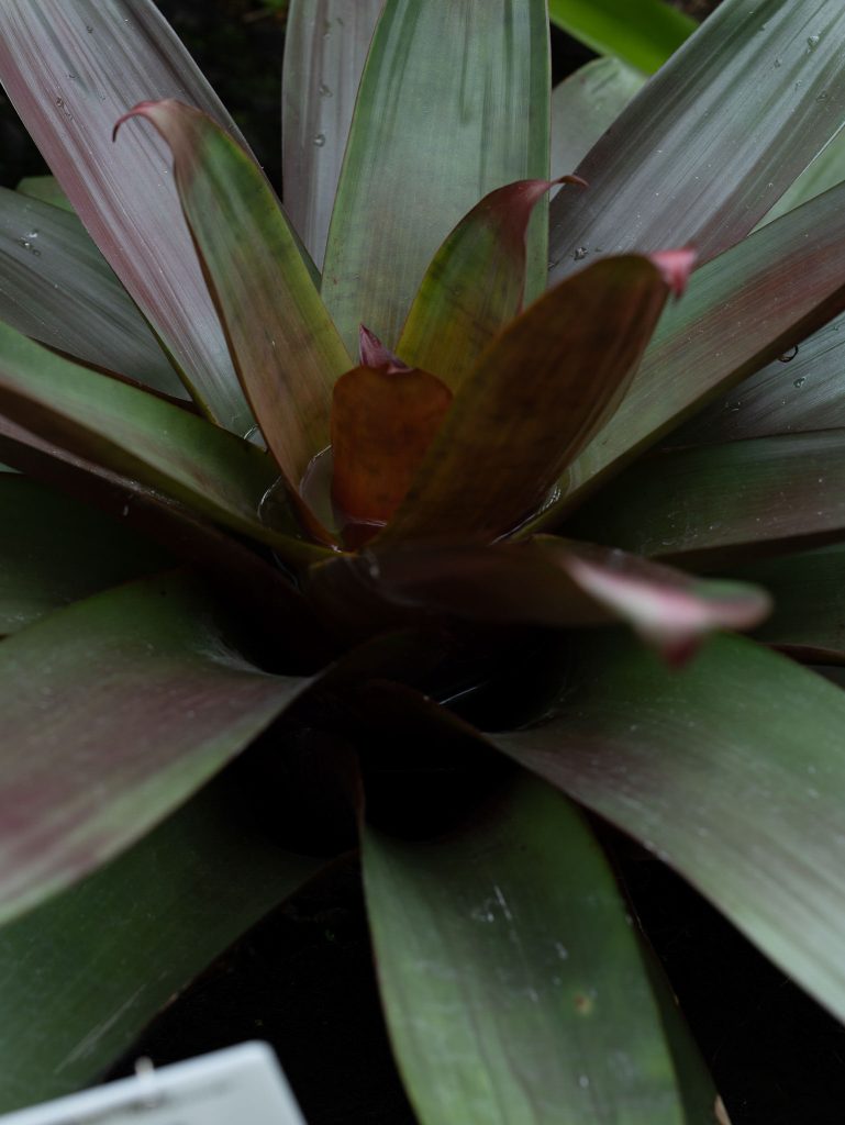 「THE ROOM OF (IN) SCENTS」イメージビジュアル