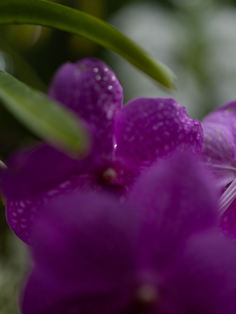 「THE ROOM OF (IN) SCENTS」イメージビジュアル