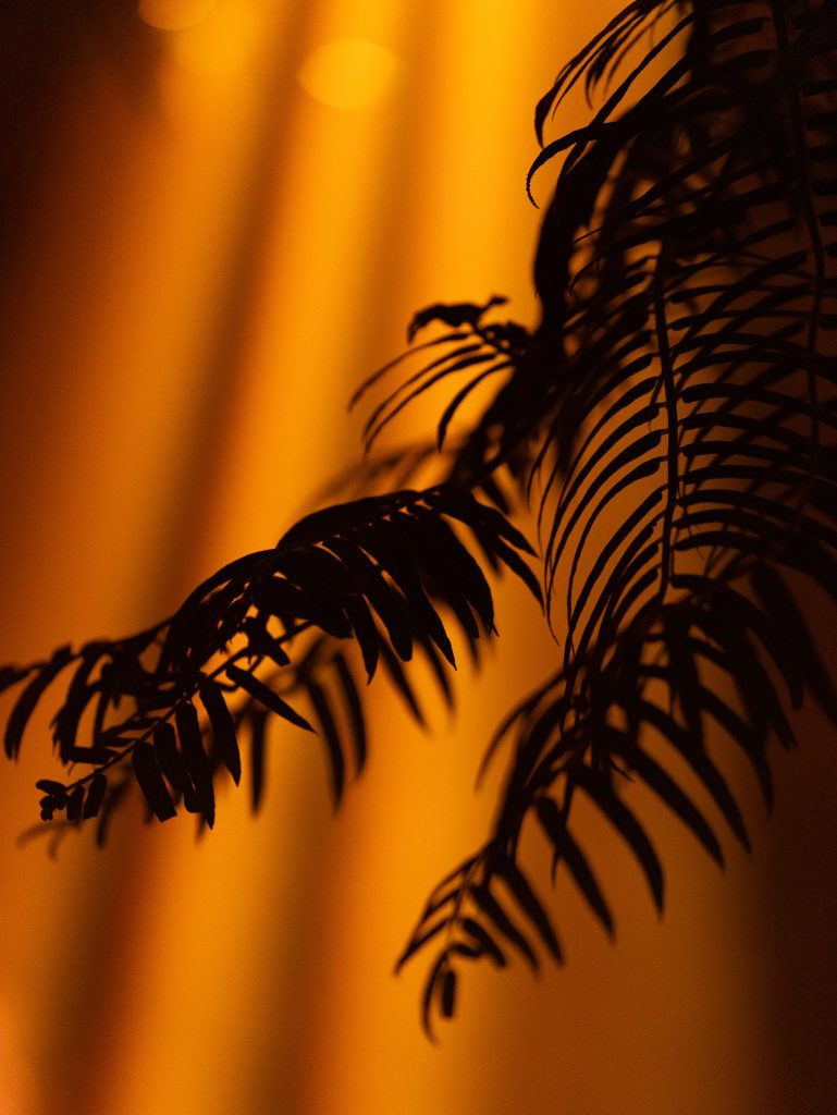 「THE ROOM OF (IN) SCENTS」イメージビジュアル