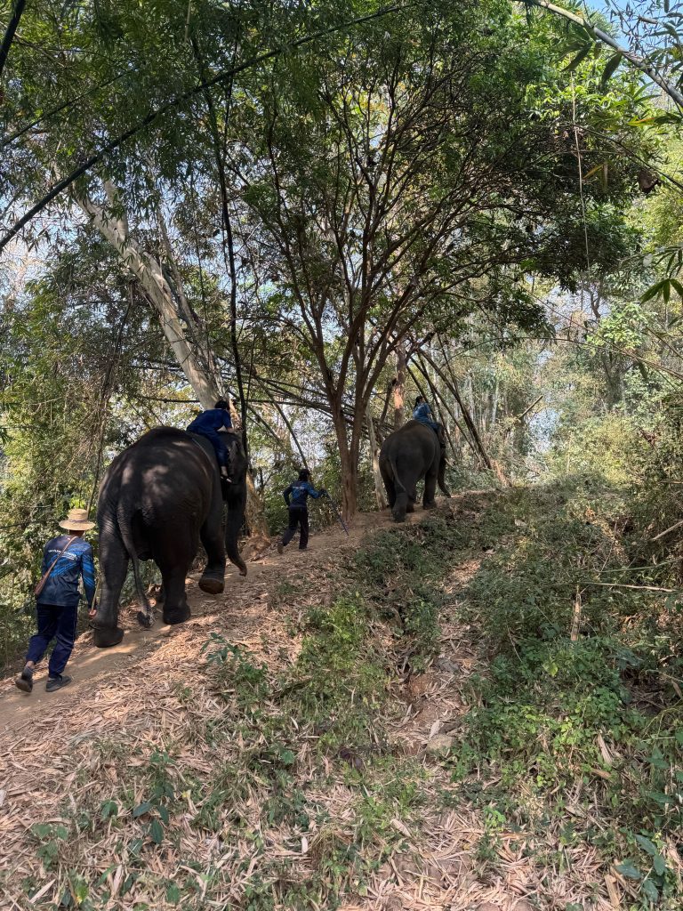 山道を移動する様子
