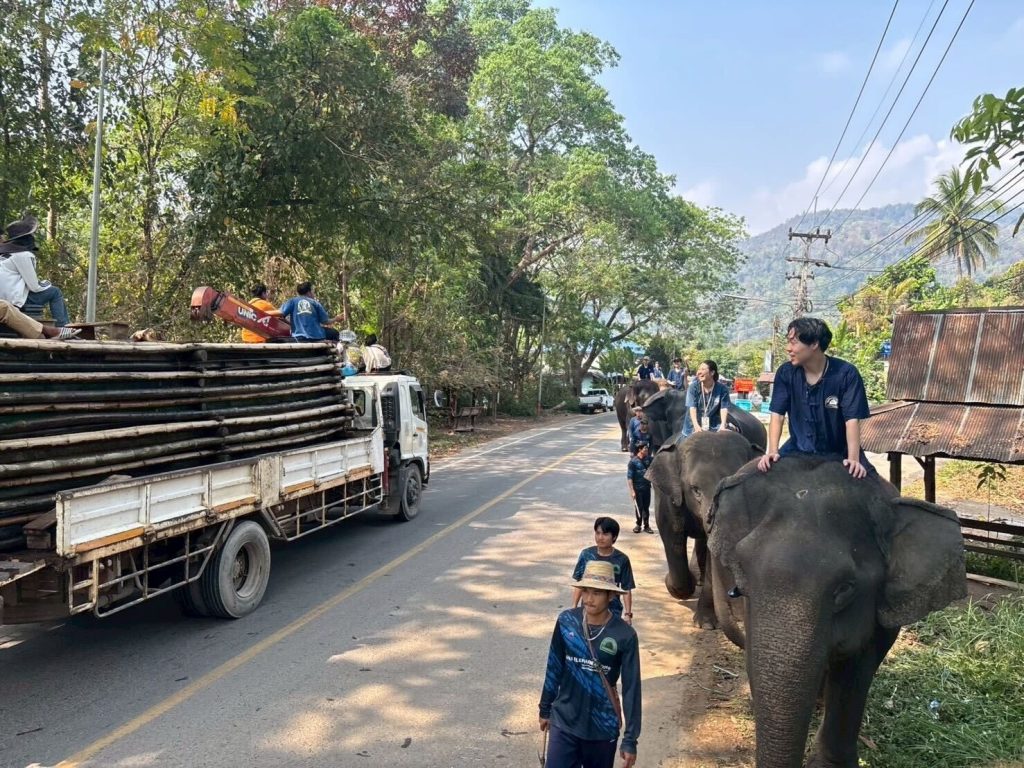 象に乗って道路を歩く様子
