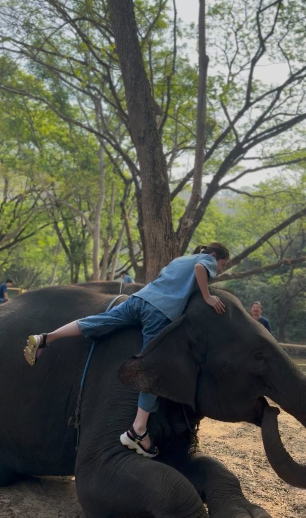 象に自力で乗ろうとする様子