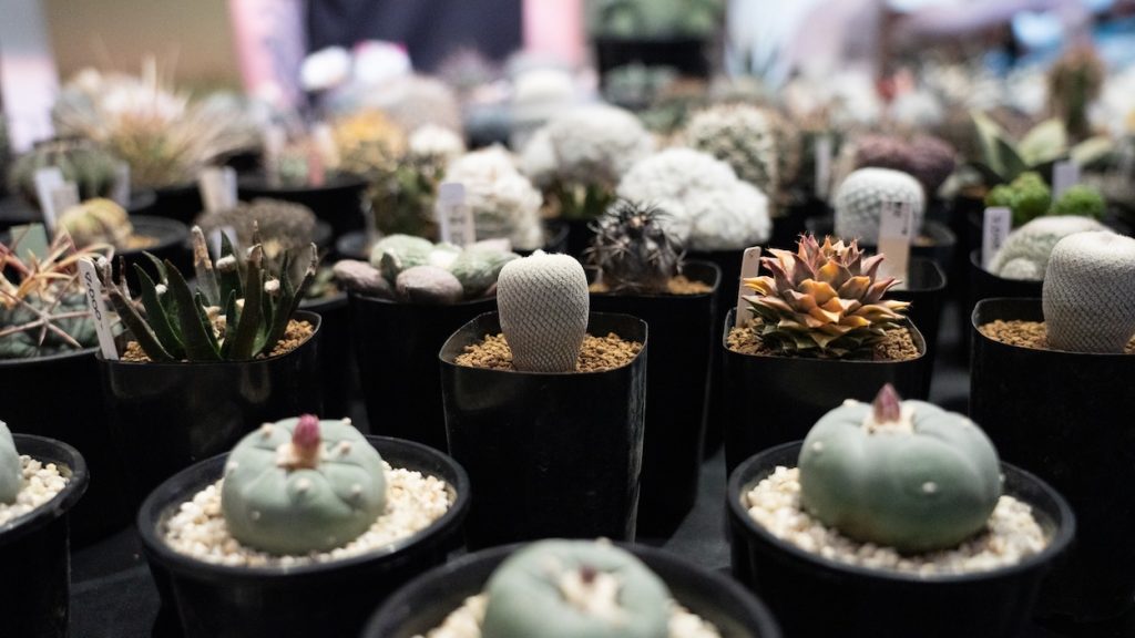 コレクションされたサボテン