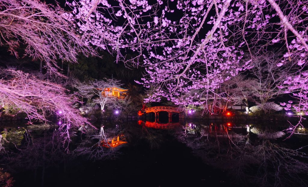 ライトアップされた桜