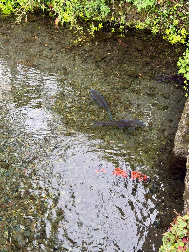 透明な川で泳ぐ鯉
